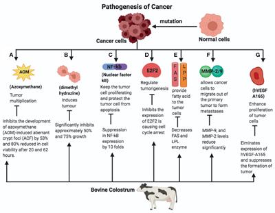 Therapeutic Applications of Human and Bovine Colostrum in the Treatment of Gastrointestinal Diseases and Distinctive Cancer Types: The Current Evidence